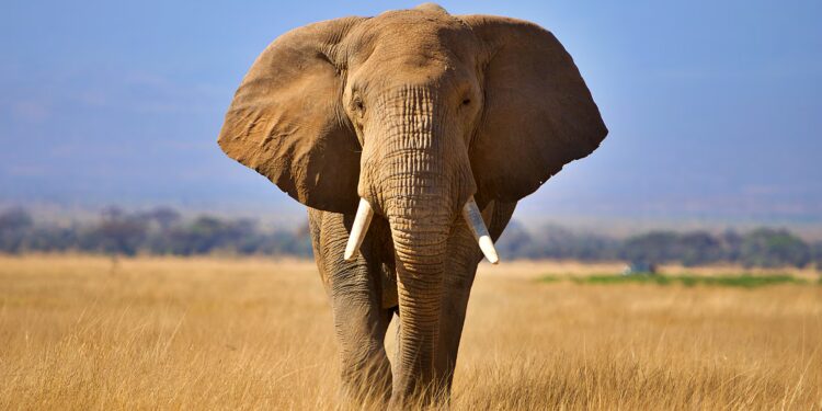 African elephant in South Africa as trophy export quotas proposed