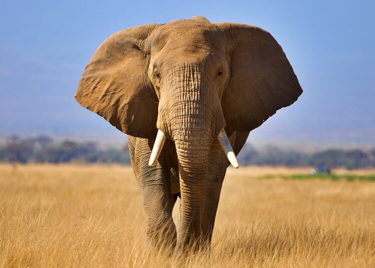 African elephant in South Africa as trophy export quotas proposed