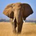 African elephant in South Africa as trophy export quotas proposed