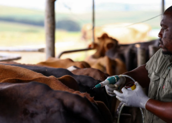 Cattle in a South African feedlot being vaccinated against foot-and-mouth disease by veterinary officials during the national FMD vaccination campaign.