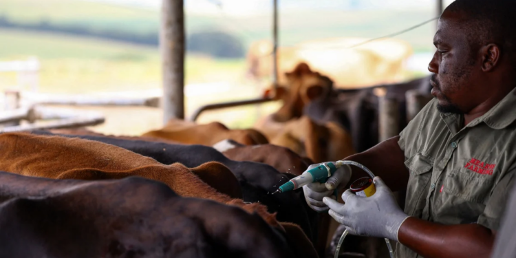 Cattle in a South African feedlot being vaccinated against foot-and-mouth disease by veterinary officials during the national FMD vaccination campaign.