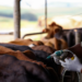 Cattle in a South African feedlot being vaccinated against foot-and-mouth disease by veterinary officials during the national FMD vaccination campaign.