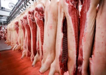 Pork prices South Africa set to rise | Southafriworld