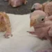 Parrot eggs hatch after OR Tambo arrests | Southafriworld